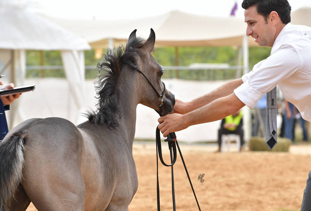 Foal Colt Gold Champion: Shams Al Asser (Shams Sharav AA  X AA Mona Albi)  