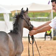 Foal Colt Gold Champion: Shams Al Asser (Shams Sharav AA  X AA Mona Albi)  