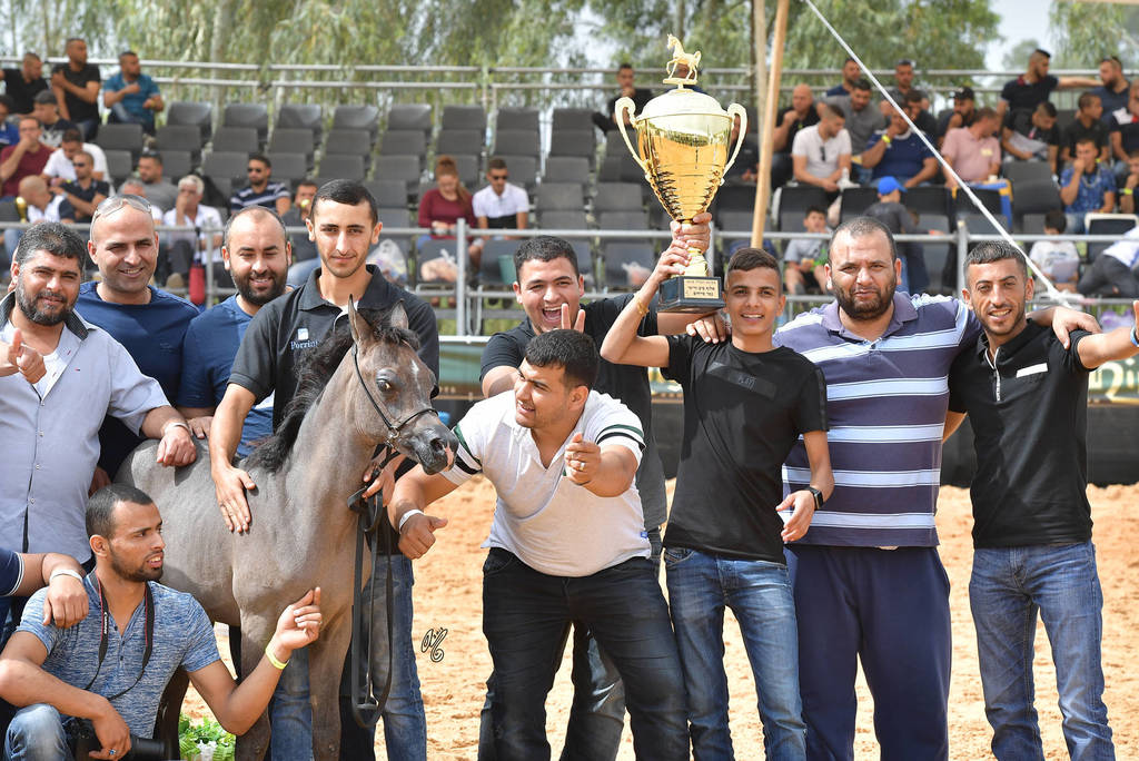 Foal Colt Gold Champion: Shams Al Asser (Shams Sharav AA  X AA Mona Albi)  