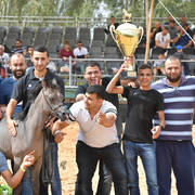 Foal Colt Gold Champion: Shams Al Asser (Shams Sharav AA  X AA Mona Albi)  