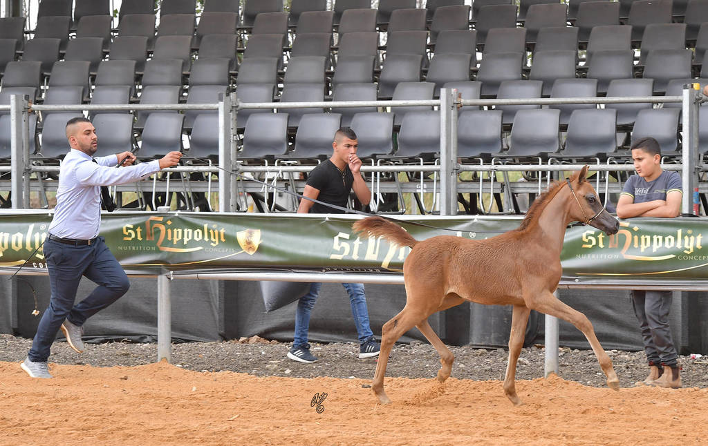 Foal Colt Silver Champion: Sultan Ben Naborr (Naborr BP X Amira Al Tatur)  