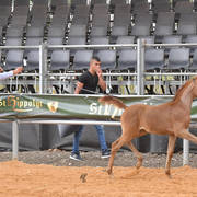 Foal Colt Silver Champion: Sultan Ben Naborr (Naborr BP X Amira Al Tatur)  