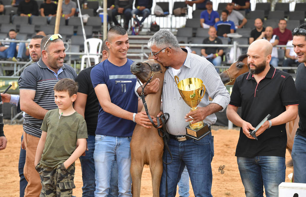 Foal Colt Silver Champion: Sultan Ben Naborr (Naborr BP X Amira Al Tatur)  