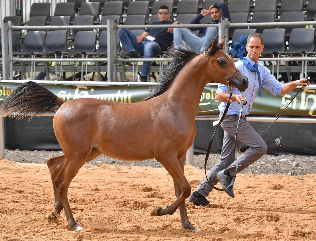 Foal Colt Bronze Champion: Morjan Al Abed (Magic Magnifique X Sedra NK)  