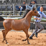 Foal Colt Bronze Champion: Morjan Al Abed (Magic Magnifique X Sedra NK)  