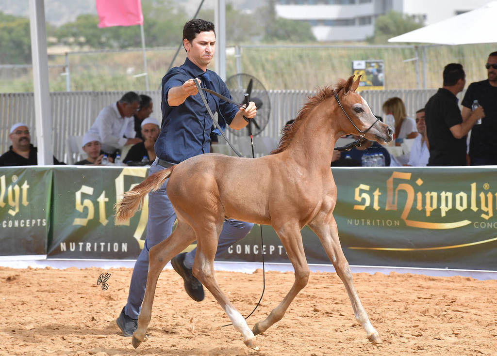 Foal Filly Gold Champion: Hala Al Hasan (TH Hamza X Heelim JFD)   