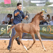 Foal Filly Gold Champion: Hala Al Hasan (TH Hamza X Heelim JFD)   