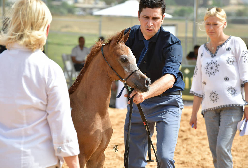 Foal Filly Gold Champion: Hala Al Hasan (TH Hamza X Heelim JFD)   