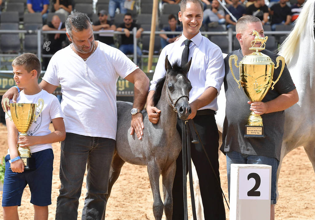 Foal Filly Silver Champion: Enigma (The Millenium Star X Nadira Solaz)   