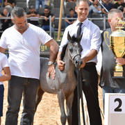 Foal Filly Silver Champion: Enigma (The Millenium Star X Nadira Solaz)   