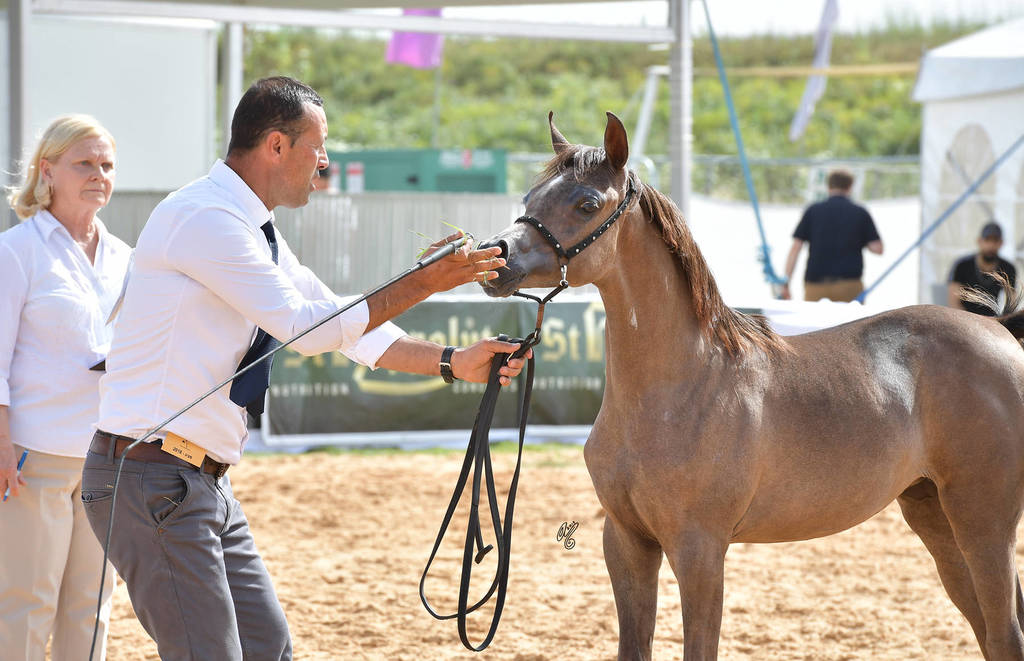 Foal Filly Bronze Champion: Alehandrah H.B. (EKS Alihandro X Jana Hamzi)  
