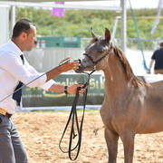 Foal Filly Bronze Champion: Alehandrah H.B. (EKS Alihandro X Jana Hamzi)  