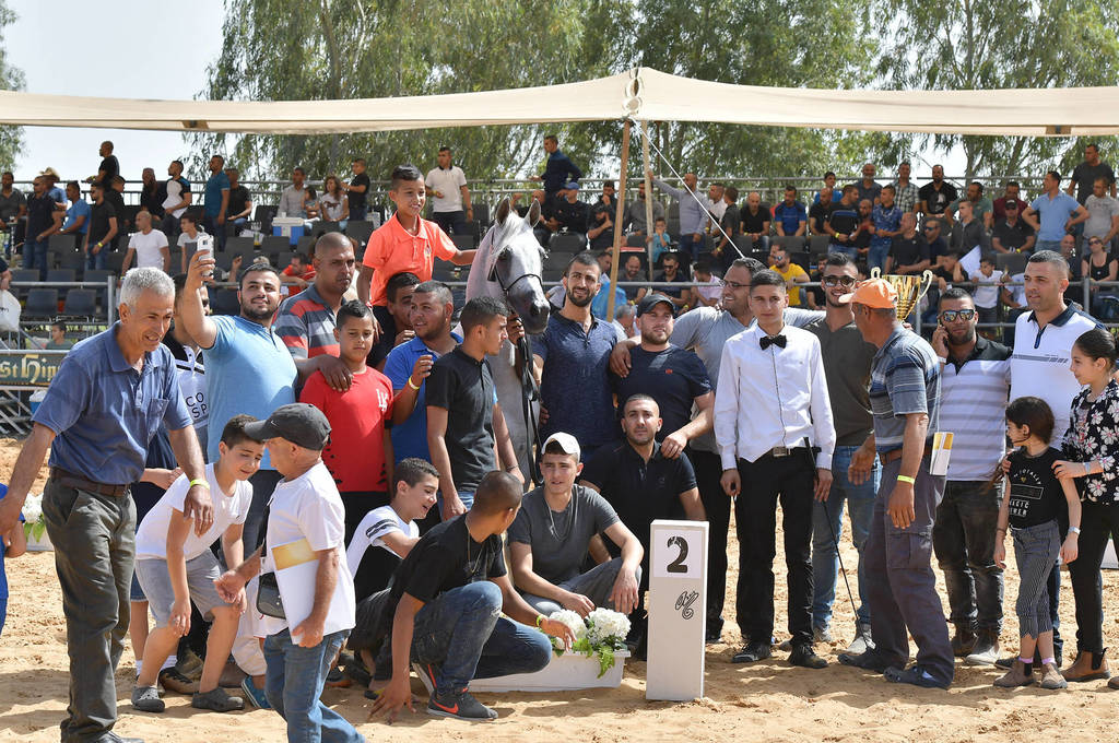 Stallions 9+ Years: Excalibor DM 