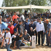 Stallions 9+ Years: Excalibor DM 