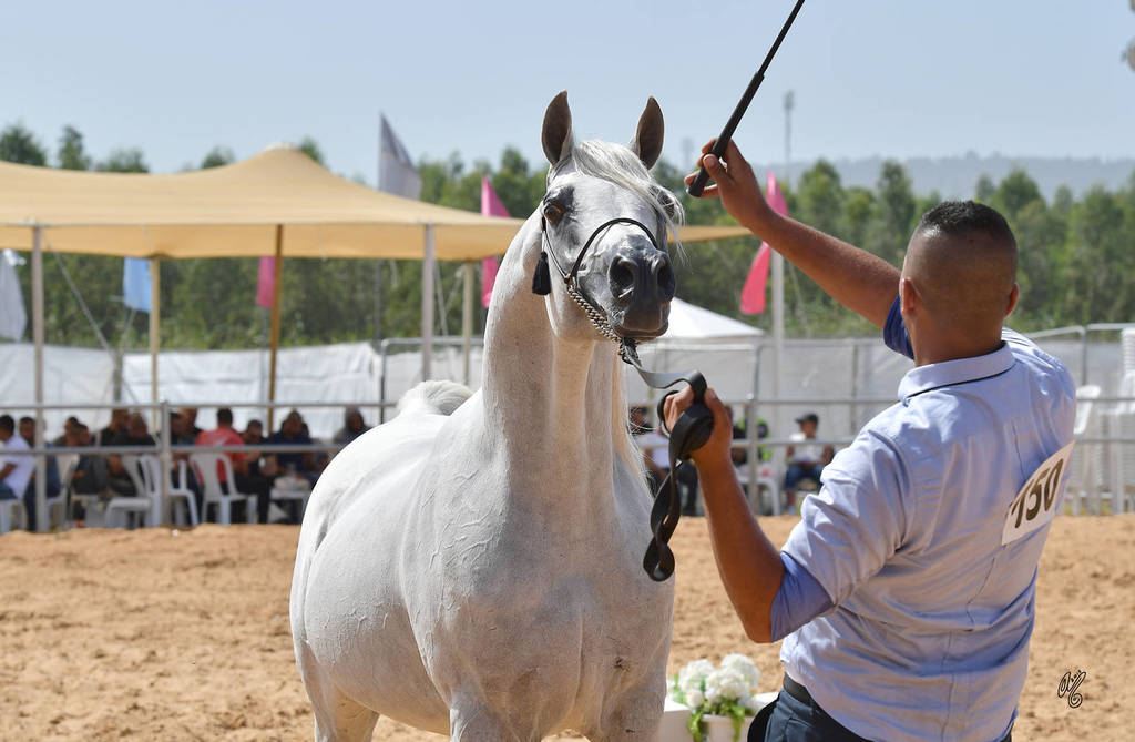 Stallions 9+ Years: Excalibor DM 