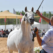 Stallions 9+ Years: Excalibor DM 