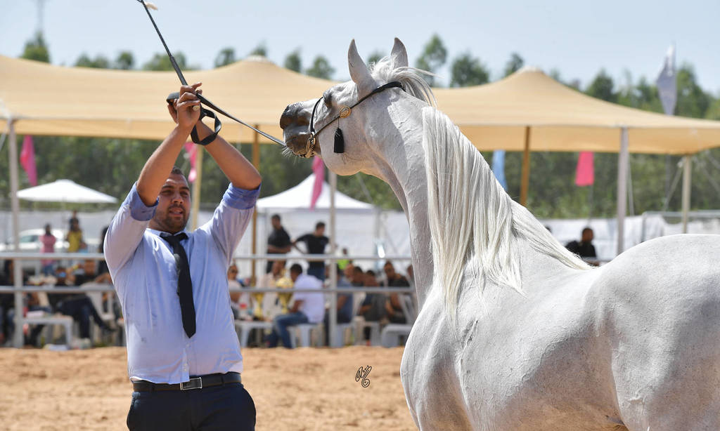 Stallions 9+ Years: Excalibor DM 