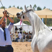 Stallions 9+ Years: Excalibor DM 