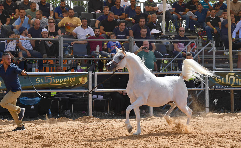 Stallions 9+ Years: K.Z.Haarif