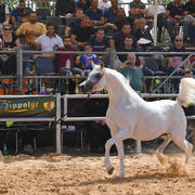 Stallions 9+ Years: K.Z.Haarif