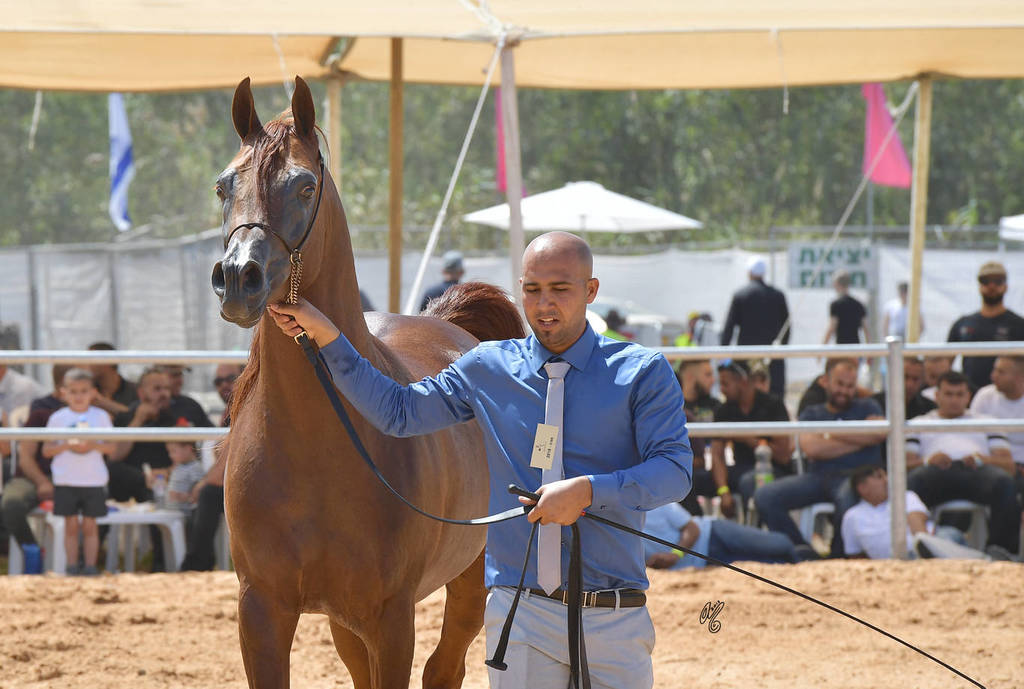 Stallions 6-8 Years: TH Shadeen