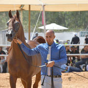 Stallions 6-8 Years: TH Shadeen