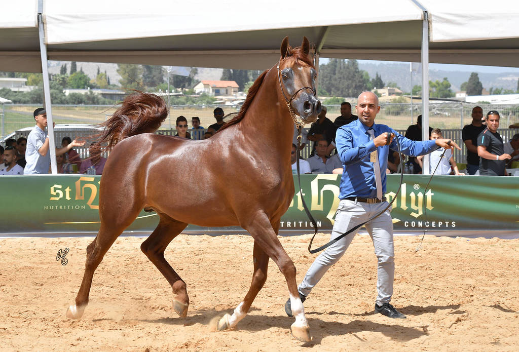 Stallions 6-8 Years: TH Shadeen