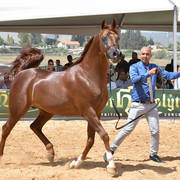 Stallions 6-8 Years: TH Shadeen