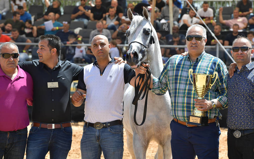 Stallions 5 Years: Wadee Al Rehan