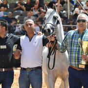 Stallions 5 Years: Wadee Al Rehan