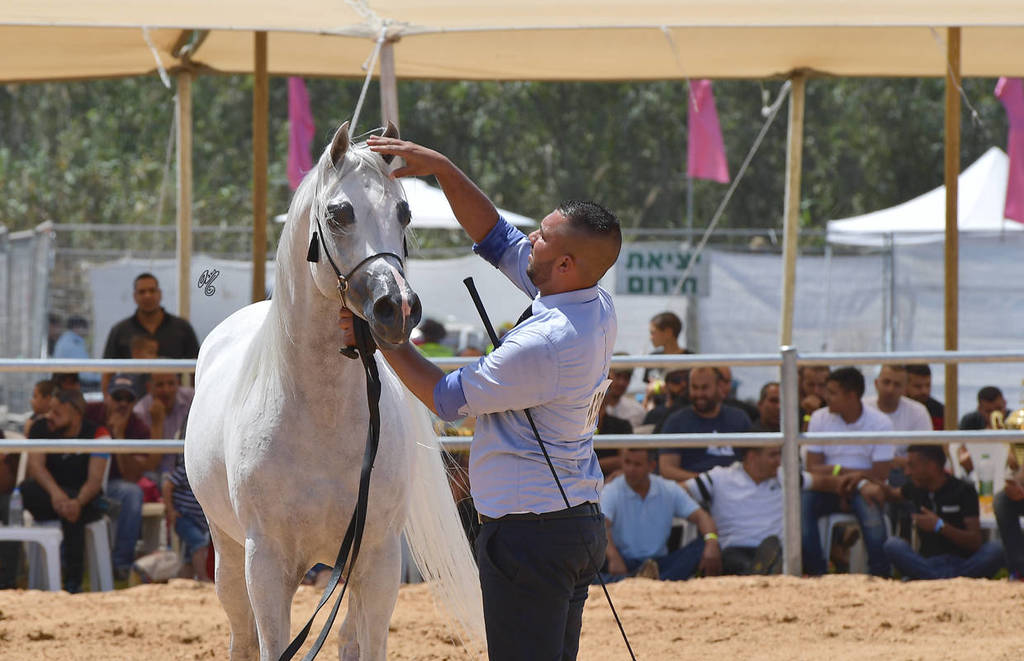 Stallions 5 Years: Wadee Al Rehan
