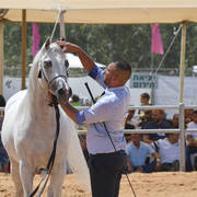 Stallions 5 Years: Wadee Al Rehan