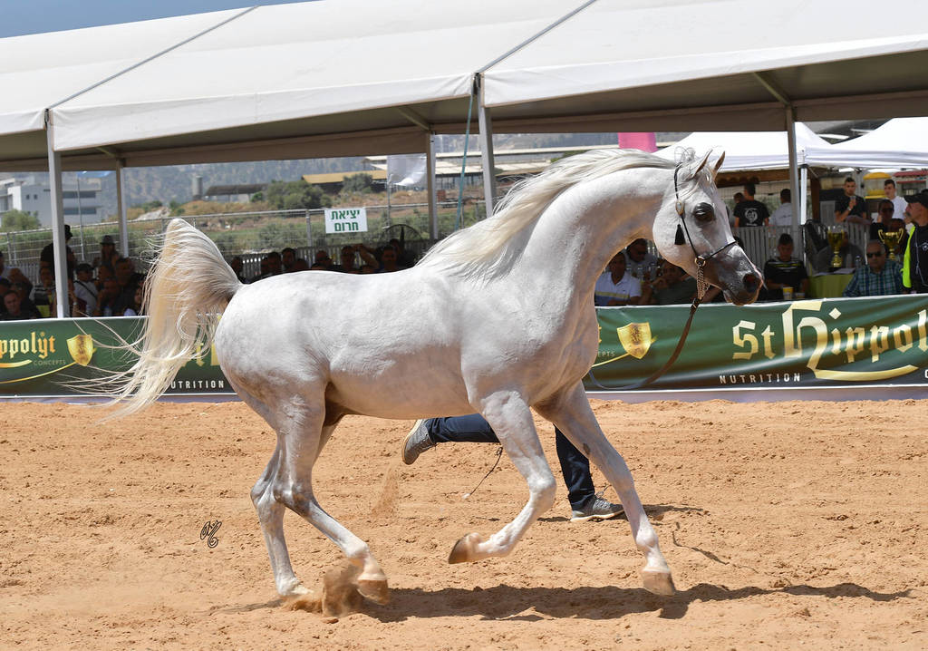 Stallions 5 Years: Wadee Al Rehan