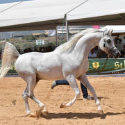 Stallions 5 Years: Wadee Al Rehan