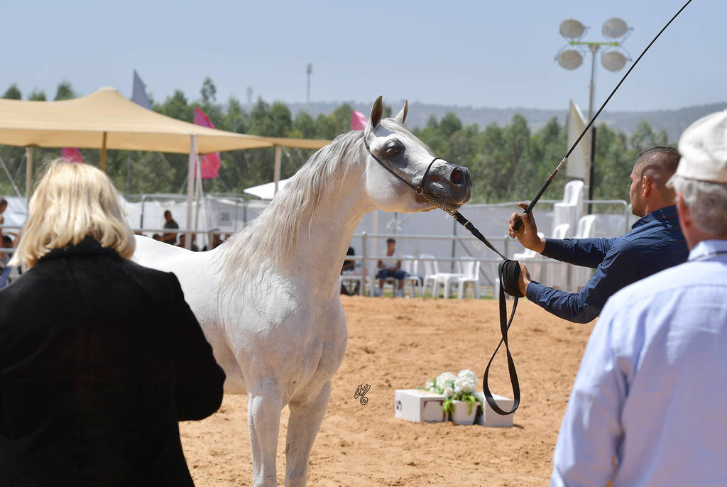 Stallions 5 Years: Salah Al Din Al Hilal