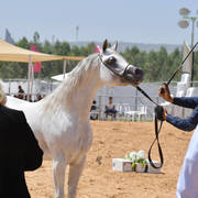 Stallions 5 Years: Salah Al Din Al Hilal