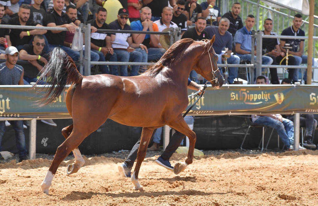 Stallions 5 Years: Tamin El Talib AG