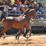 Stallions 5 Years: Tamin El Talib AG