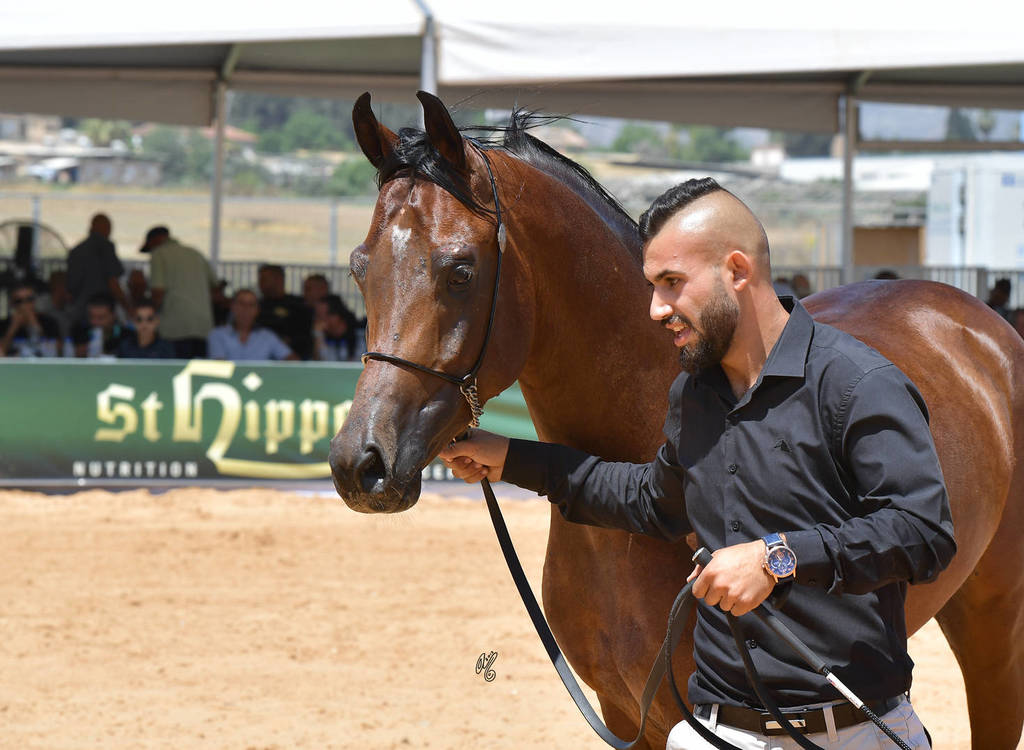 Stallions 5 Years: Sabawi