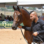 Stallions 5 Years: Sabawi