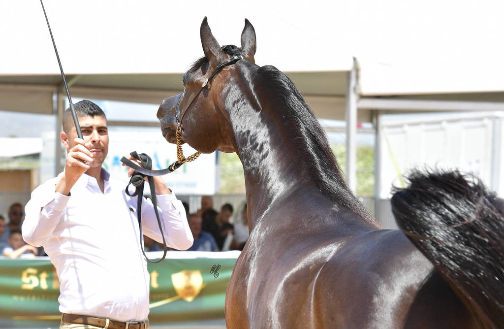 Stallions 5 Years: Marius Madonna KA