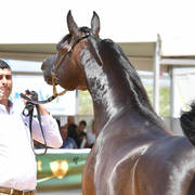 Stallions 5 Years: Marius Madonna KA