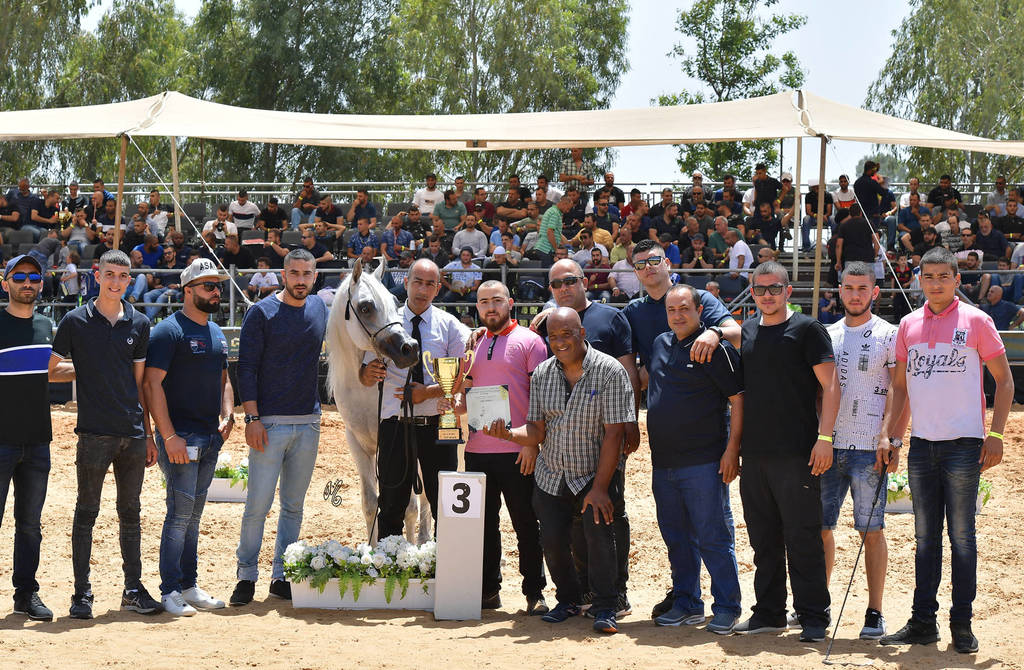 Stallions 4 Years: Ghadir AA