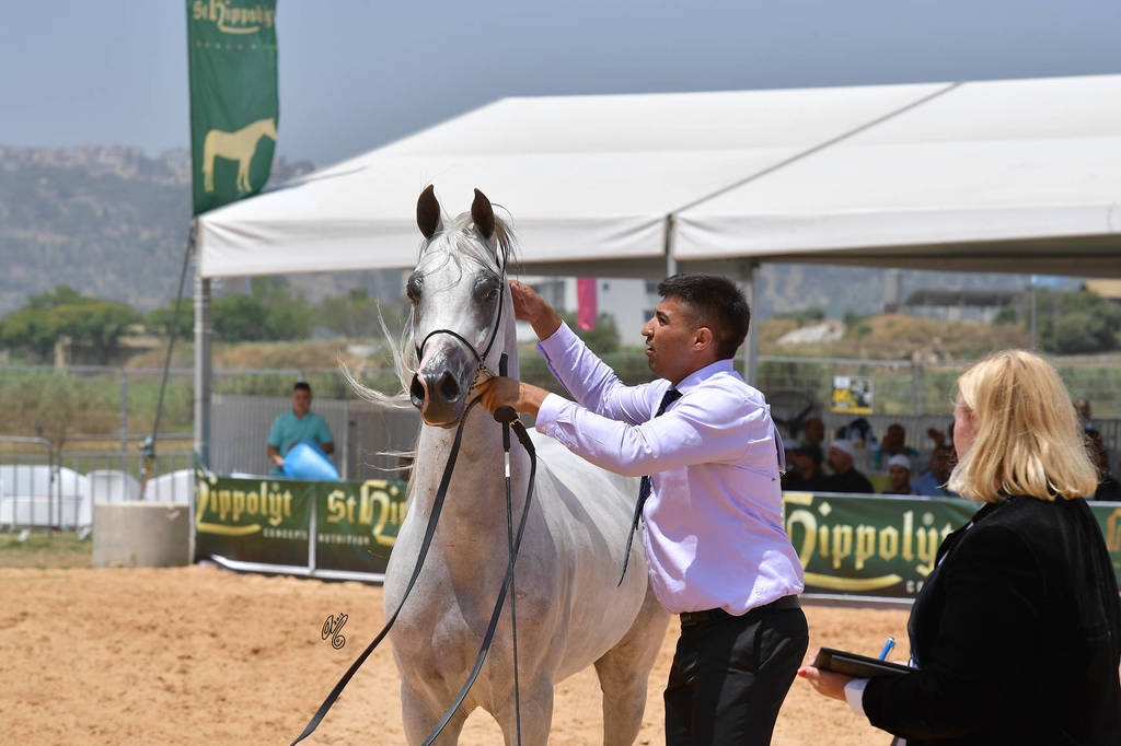 Stallions 4 Years: Al Lazaz Jabarin