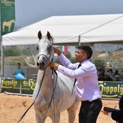 Stallions 4 Years: Al Lazaz Jabarin