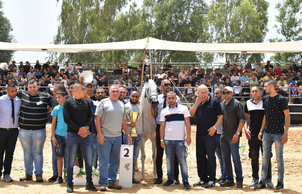 Mares 6-8 Years: Touleen