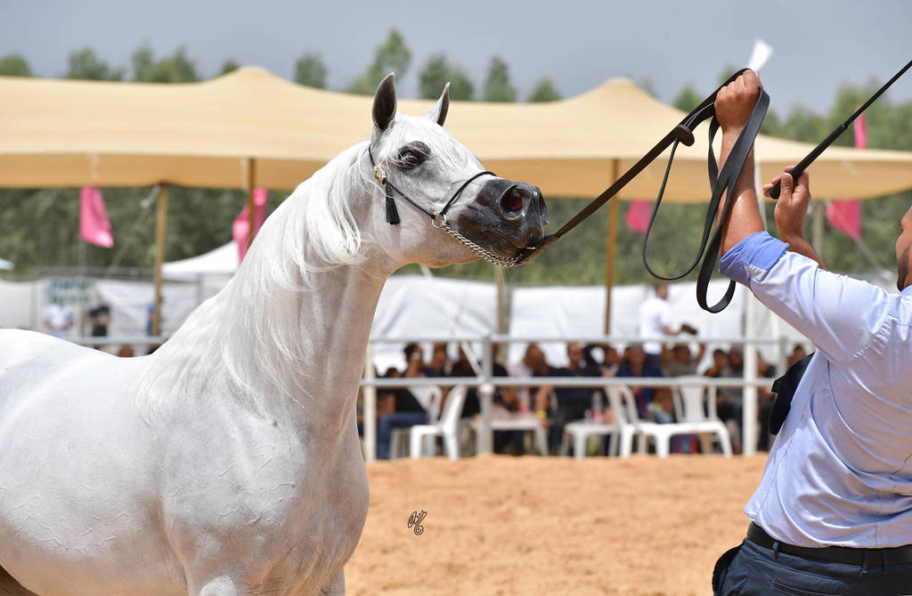 Mares 6-8 Years: Touleen