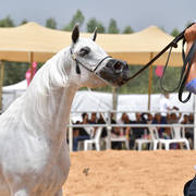 Mares 6-8 Years: Touleen