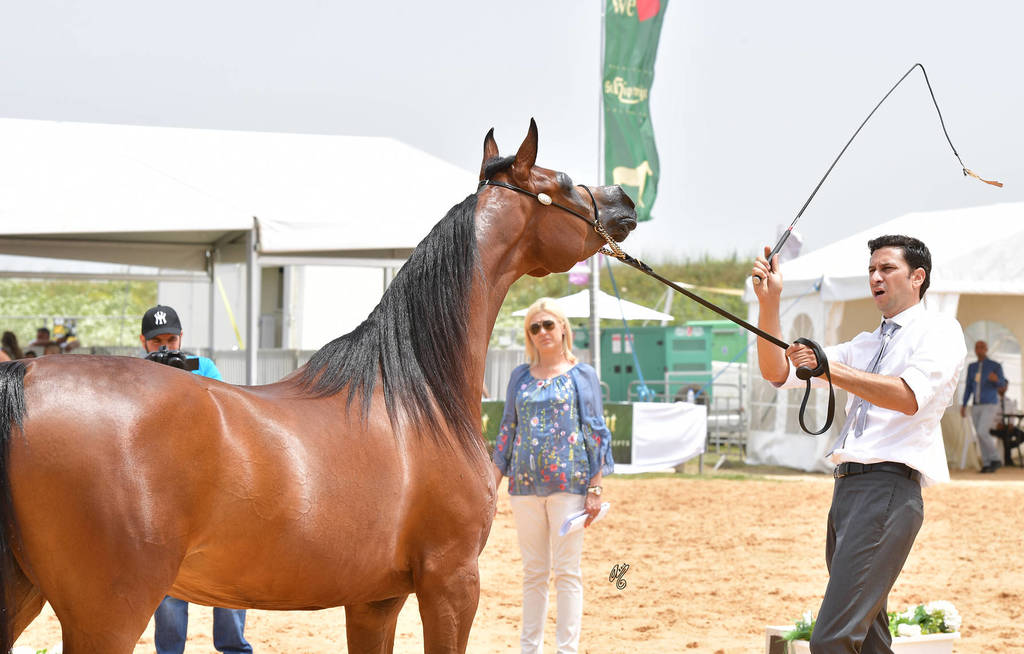 Mares 6-8 Years: G Aleta G