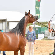 Mares 6-8 Years: G Aleta G